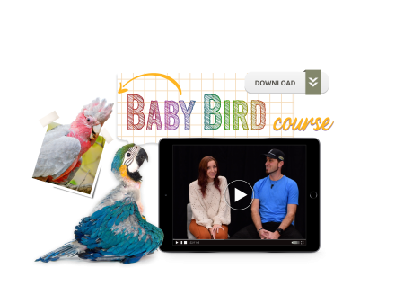 The Baby Bird Course Supply