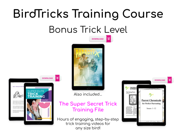 BirdTricks Training Course | The Complete Collection on Sale
