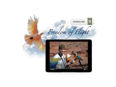 Freedom of Flight Online Sale