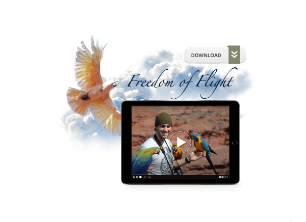 Freedom of Flight Online Sale