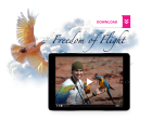 Freedom of Flight Online Sale