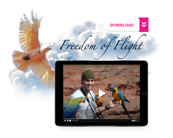 Freedom of Flight Online Sale